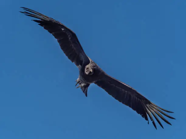 Photo of Black vulture (Coragyps atratus) in flight, PuÃ±ihuil cove, Chiloe Island, Northern Patagonia, Chile.