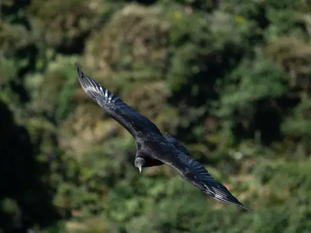 Photo of Black vulture (Coragyps atratus) in flight, PuÃ±ihuil cove, Chiloe Island, Northern Patagonia, Chile.