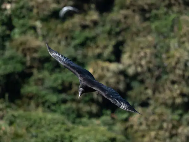 Photo of Black vulture (Coragyps atratus) in flight, PuÃ±ihuil cove, Chiloe Island, Northern Patagonia, Chile.