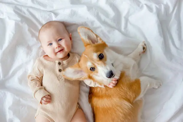 Photo of A smiling infant and ginger corgi pembroke laying on a white sheet. The concept of relationships between baby and dog. Fur allergy. Dog in family with newborn. Friendship between baby and dog.