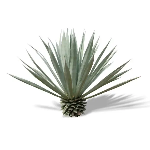 Photo of Agave plant isolated on a white background with shadows.