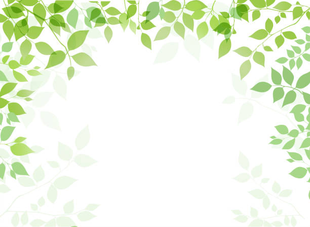 ilustraciones, imágenes clip art, dibujos animados e iconos de stock de hoja verde sobre un fondo blanco - frame plant tree summer