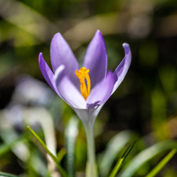 Blooming bulb of a purple crocus flower in the park in downtown Maastricht Blooming bulb of a purple crocus flower announcing the spring season and the end of winter with a bride colour and a bokeh background. crocus tommasinianus stock pictures, royalty-free photos & images