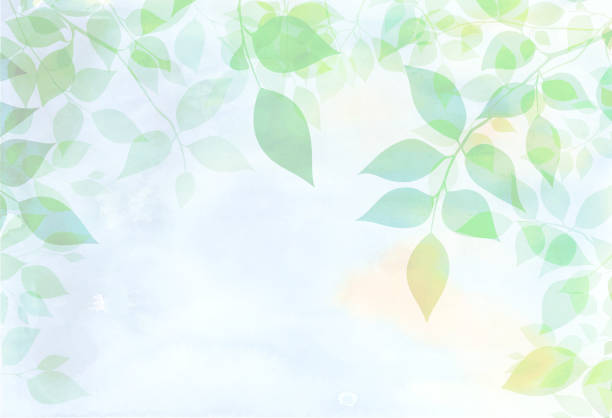 녹색 잎 흰색 배경 - spring leaf wind sunlight stock illustrations