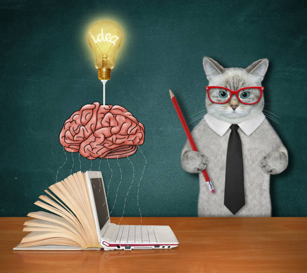 Cat ashen near light bulb above brain 2 An ashen cat is near a light bulb with a word idea above a brain, a laptop and an open book. animal brain stock pictures, royalty-free photos & images