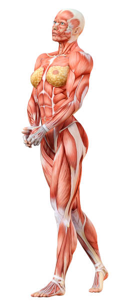 istock 3D Rendering Female Anatomy Figure on White 1384254622