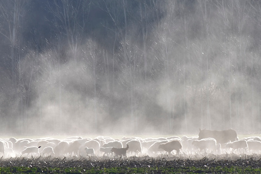 The transhumance of the sheep on the arid ground in the middle of the dust