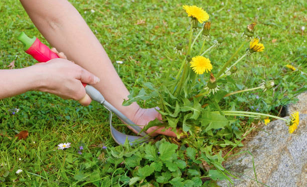 Gardening in the spring.