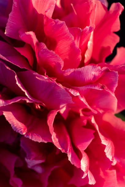 istock Bright pink petals background close up 1384256386