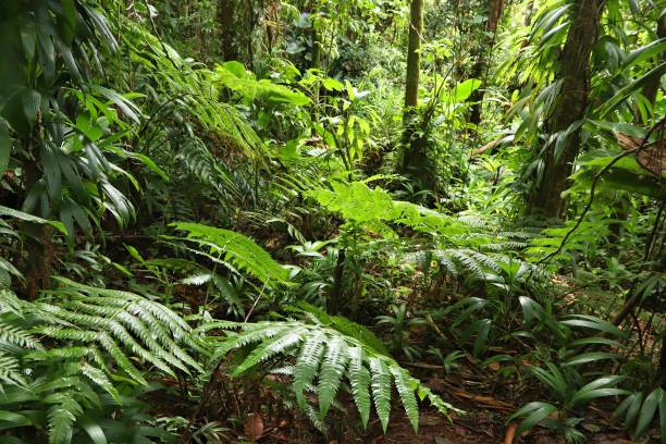 istock Lush rainforest in Guadeloupe 1384256706
