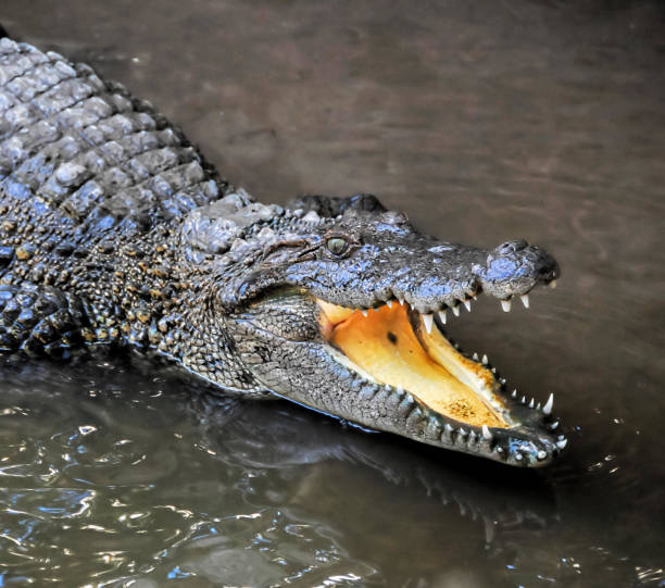 istock Adult Dangerous Crocodile 1384256850