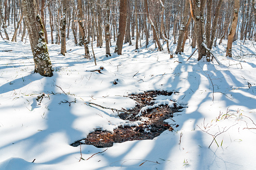 Thawed patches in the snowy forest. Spring coming