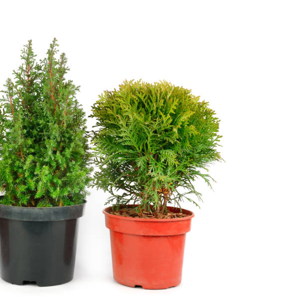 istock Thuja and cypress in flower pots isolated on white background. Free space for text. 1384258115