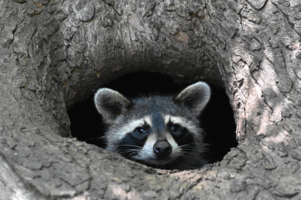 istock Rocky Raccoon 1384258360