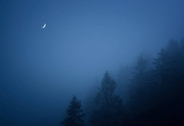 Mist settling in over balsam forest with quarter moon