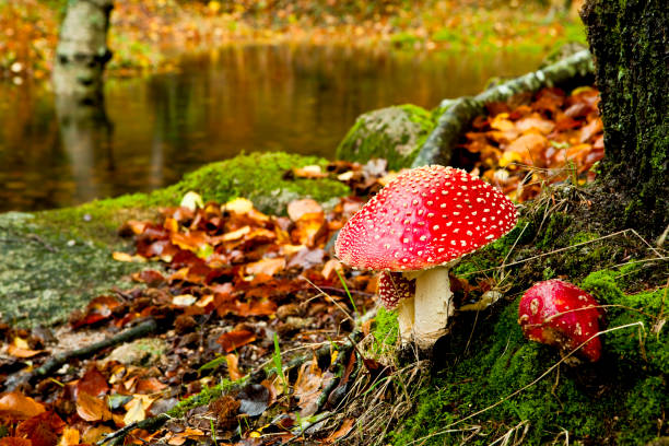 istock Amanita poisonous mushroom 1384259316