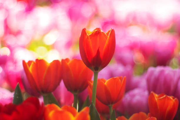istock Tulip flowers in the garden. 1384259331