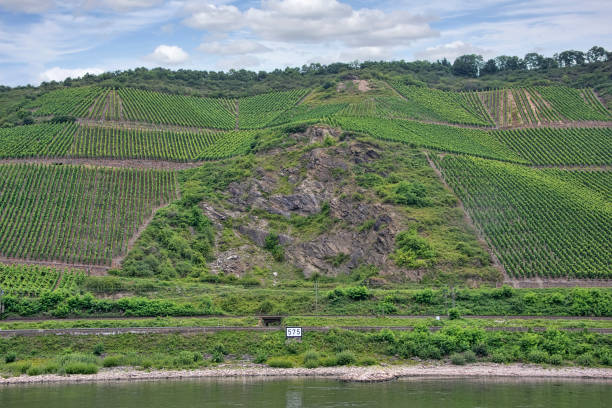 istock Large Vineyard and Winery Along the Rhine River 1384259763