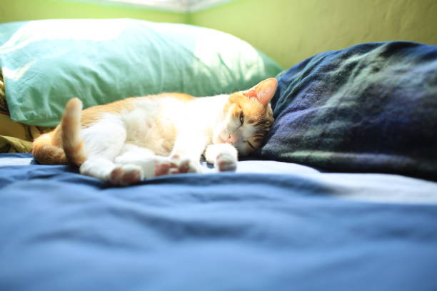 istock ginger cat lying on the bed with emotion 1384259767