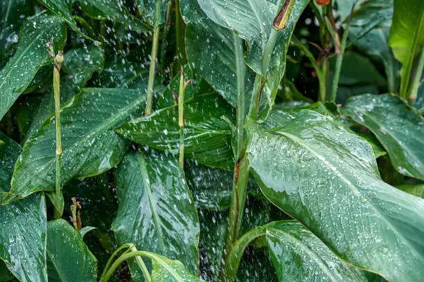 Large canna leaves growing on high plant stems in public garden during watering. Raindrops on lush green leaves in park closeup