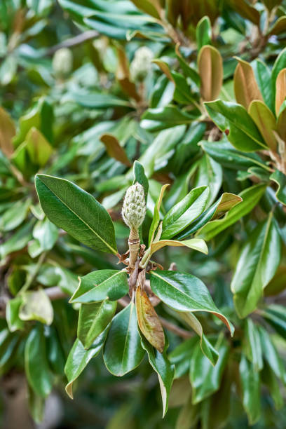 magnólia evergreen com folhas exuberantes no jardim botânico - evergreen magnolia - fotografias e filmes do acervo