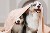 Funny two dogs under one blanket.