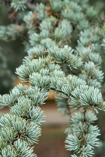 istock Branches of cedrus atlantica Glauca with short needles 1384262326