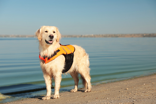 Dog rescuer in life vest on beach near river