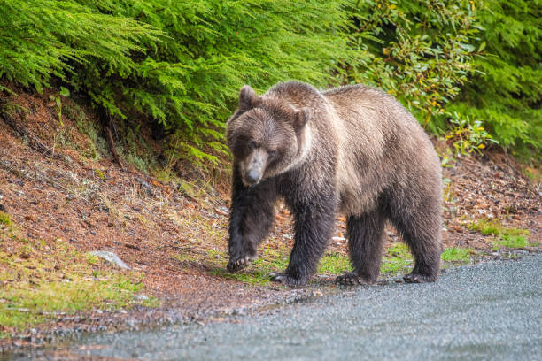 istock Brown bear walking up hill in general direction of camera 1384262899