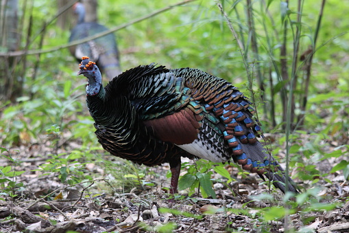 ocellated turkey in mayan forest