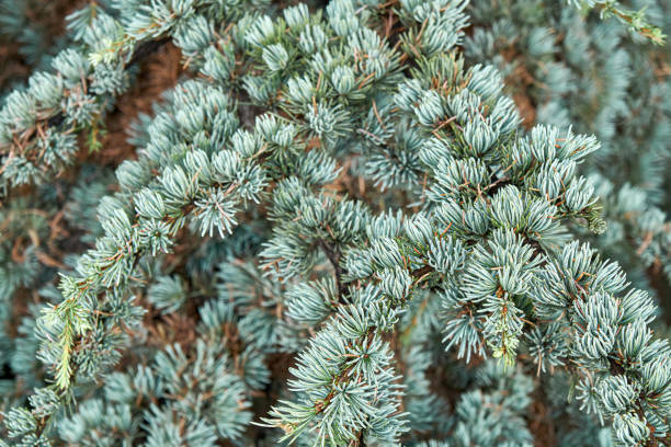 istock Branches of cedrus atlantica Glauca with short needles 1384263247