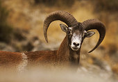 mouflon wild sheep corsica