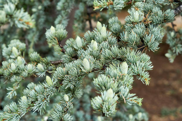 gałęzie cedrus atlantica glauca z krótkimi igłami - pinaceae zdjęcia i obrazy z banku zdjęć