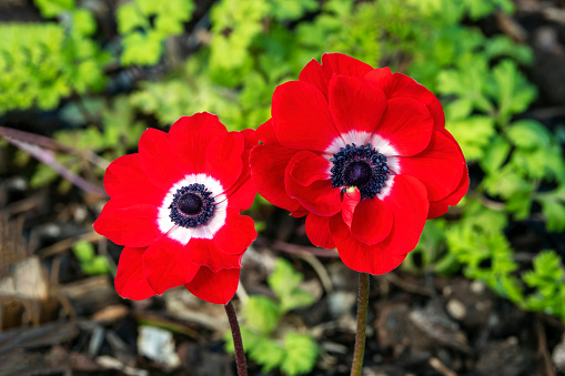 Anemone coronaria 'Hollandia' a spring flowering bulbious plant with a red springtime flower,  stock photo image