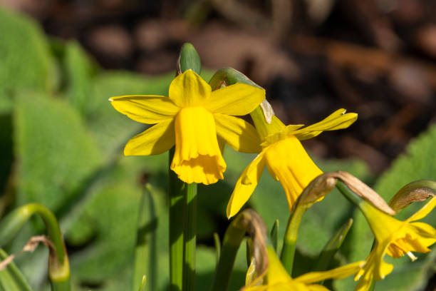 daffodils (narcissus) - daffodil winter narcissus yellow single flower fotografías e imágenes de stock