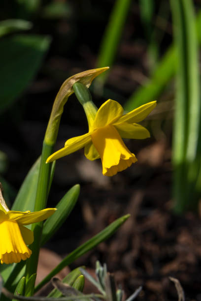 daffodils (narcissus) - daffodil winter narcissus yellow single flower fotografías e imágenes de stock