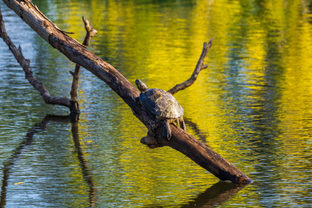 Painted turtles basking in the sun on Dorothy Lake in Invermere.