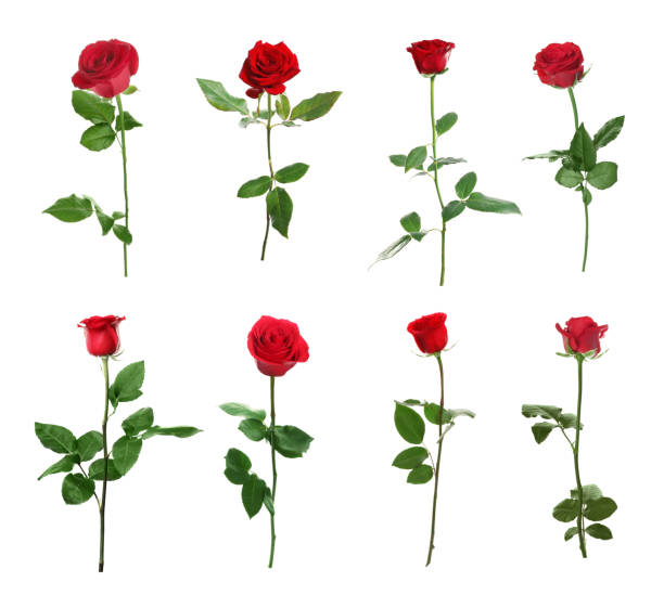 istock Set of beautiful red roses on white background 1384268171