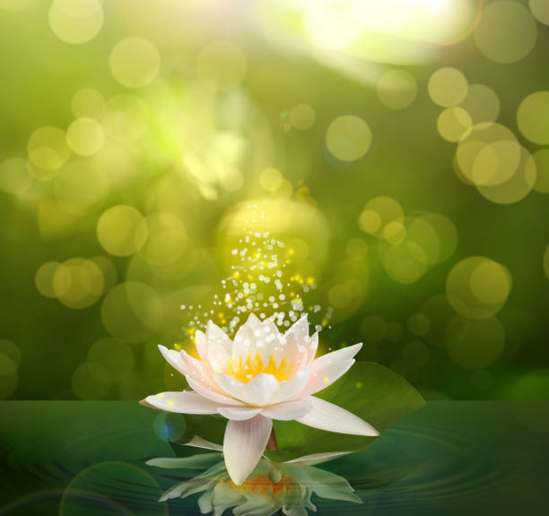 istock Fantastic lotus flower with sparks on water surface, bokeh effect 1384268234