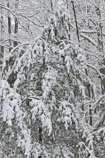 Eastern white pine tree in Connecticut woods drooping under weight of fresh, wet snow
