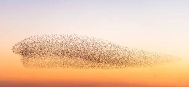 Shapes in the sky created by a large flock of starlings, flying together at dusk.