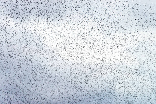 Many thousands of starlings all flying together against a cloudy sky at dusk.
