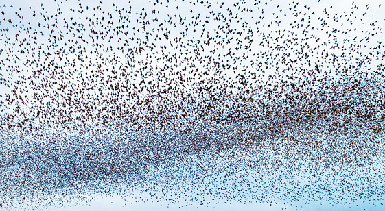 Sky thick with starlings