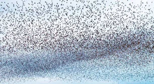 A huge murmuration of starlings filling up the sky at twilight.