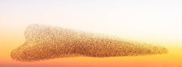 istock Murmuration of starlings creating a loveheart shape 1384271433