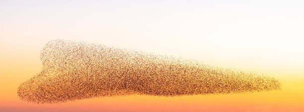 Murmuration of starlings creating a loveheart shape An elongated loveheart shape momentarily created by a moving flock of starlings, flying together at dusk in Scotland. swift bird stock pictures, royalty-free photos & images