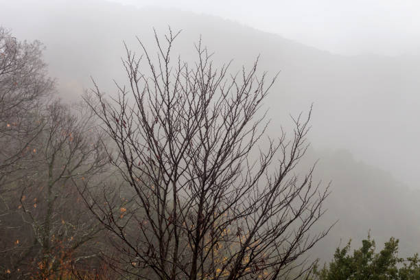 Landscape. Mountains and forest drowning in fog on a winter, cloudy day (Greece)