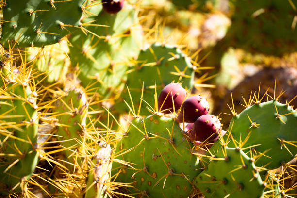 Cactus plant from canary islands in Spain