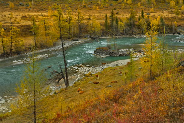 istock On the shore of the turquoise river 1384272575