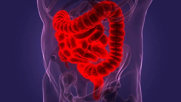 istock Human Digestive System Large and Small Intestine Anatomy 1384274393